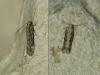 Scrobipalpa ocellatella